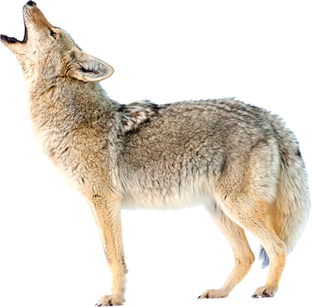 A howling coyote.