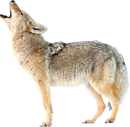 A howling coyote.